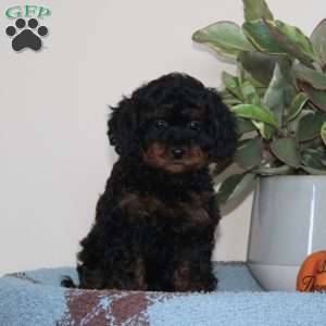 Giggles, Cavapoo Puppy